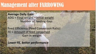Management after FARROWING
Average Daily Gain
ADG = Final weight – initial weight
Number of feeding days
Feed Efficiency (Feed Conversion Ratio)
FE = Amount of feed consumed
Gain in weight
Lower FE, better performance
 
