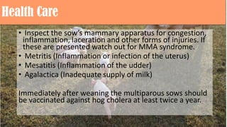 Health Care
• Inspect the sow’s mammary apparatus for congestion,
inflammation, laceration and other forms of injuries. If
these are presented watch out for MMA syndrome.
• Metritis (Inflammation or infection of the uterus)
• Mesatitis (Inflammation of the udder)
• Agalactica (Inadequate supply of milk)
Immediately after weaning the multiparous sows should
be vaccinated against hog cholera at least twice a year.
 
