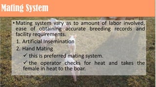 Mating System
•Mating system vary as to amount of labor involved,
ease of obtaining accurate breeding records and
facility requirements.
1. Artificial Insemination
2. Hand Mating
 this is preferred mating system.
 the operator checks for heat and takes the
female in heat to the boar.
 
