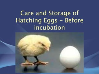 Care and Storage of
Hatching Eggs - Before
incubation
 