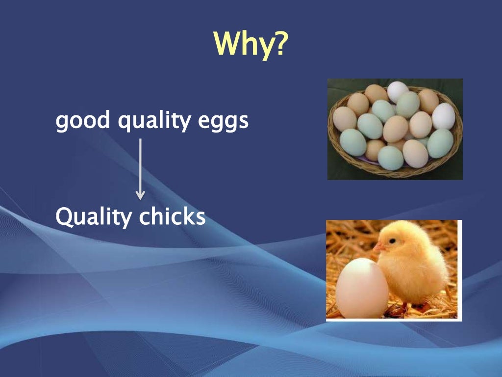 Care and storage of hatching eggs before