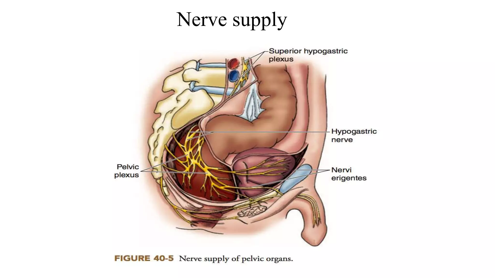 Nerve supply
 
