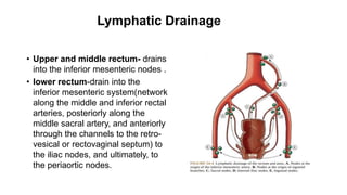 Lymphatic Drainage
• Upper and middle rectum- drains
into the inferior mesenteric nodes .
• lower rectum-drain into the
inferior mesenteric system(network
along the middle and inferior rectal
arteries, posteriorly along the
middle sacral artery, and anteriorly
through the channels to the retro-
vesical or rectovaginal septum) to
the iliac nodes, and ultimately, to
the periaortic nodes.
 