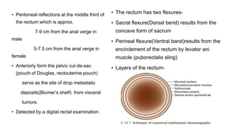• Peritoneal reflections at the middle third of
the rectum which is approx.
7-9 cm from the anal verge in
male
5-7.5 cm from the anal verge in
female
• Anteriorly form the pelvic cul-de-sac
(pouch of Douglas, rectouterine pouch)
serve as the site of drop metastatic
deposits(Blumer’s shelf) from visceral
tumors.
• Detected by a digital rectal examination.
• The rectum has two flexures-
• Sacral flexure(Dorsal bend) results from the
concave form of sacrum
• Perineal flexure(Ventral band)results from the
encirclement of the rectum by levator ani
muscle (puborectalis sling)
• Layers of the rectum-
 