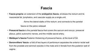 Fascia
• Fascia propria- an extension of the endopelvic fascia, encloses the rectum and its
mesorectal fat, lymphatics, and vascular supply as a single unit;
-forms the lateral stalks of the rectum; and connects to the parietal
fascia on the pelvic sidewall.
• Presacral fascia is the parietal fascia that covers the sacrum and coccyx, presacral
plexus, pelvic autonomic nerves, and the middle sacral artery.
• Waldeyer’s fascia-Posterior thickening of presacral fascia, at the level of S4.
• Denonvilliers’ fascia -a fold of two layers of peritoneum separates the anterior rectal wall
from the prostate and seminal vesicles in the male and in female from the posterior wall of
vagina.
 