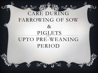 CARE DURING FARROWING OF SOW & PIGLETS UPTO PRE-WEANING PERIOD 
