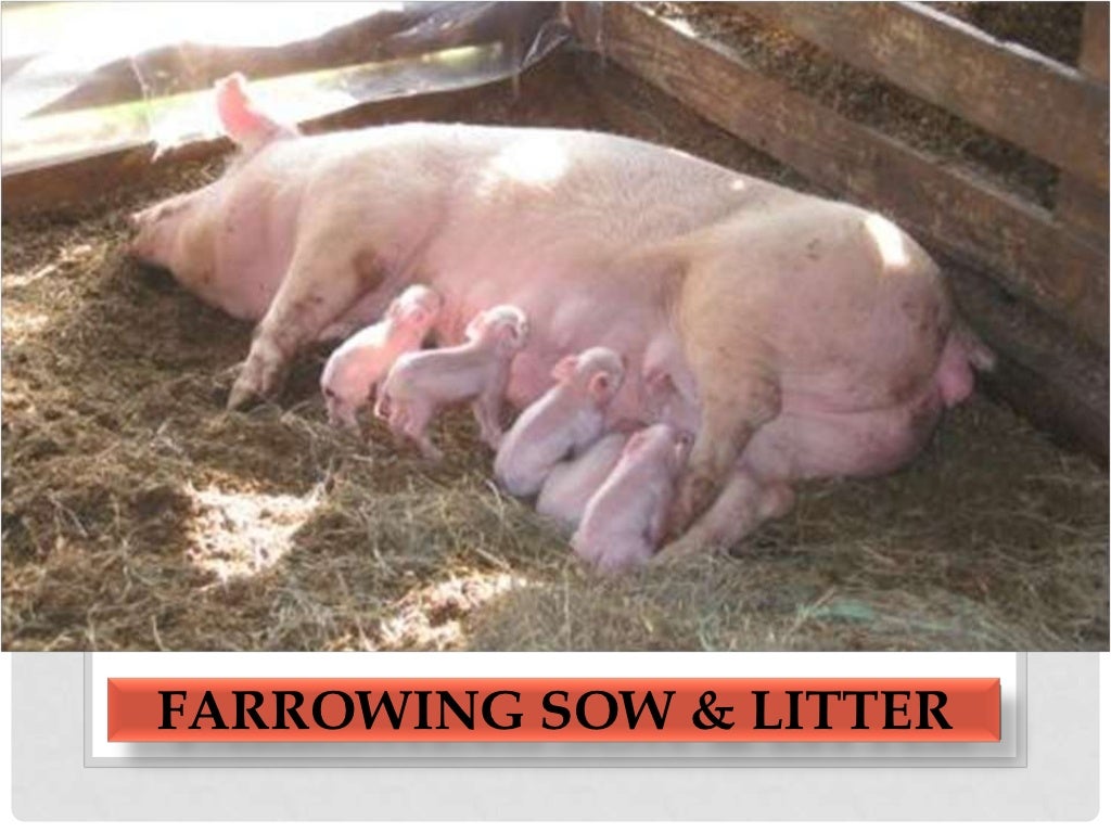 Care during farrowing of sow