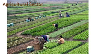 Agricultural Sector