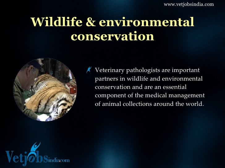 Career in Veterinary Pathology