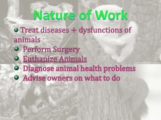 Nature of WorkTreat diseases +dysfunctions of animals  Perform SurgeryEuthanize AnimalsDiagnose animal health problemsAdvise owners on what to do