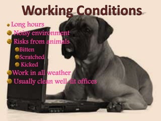Working ConditionsLong hours  Noisy environment Risks from animalsBittenScratched KickedWork in all weather Usually clean well-lit offices