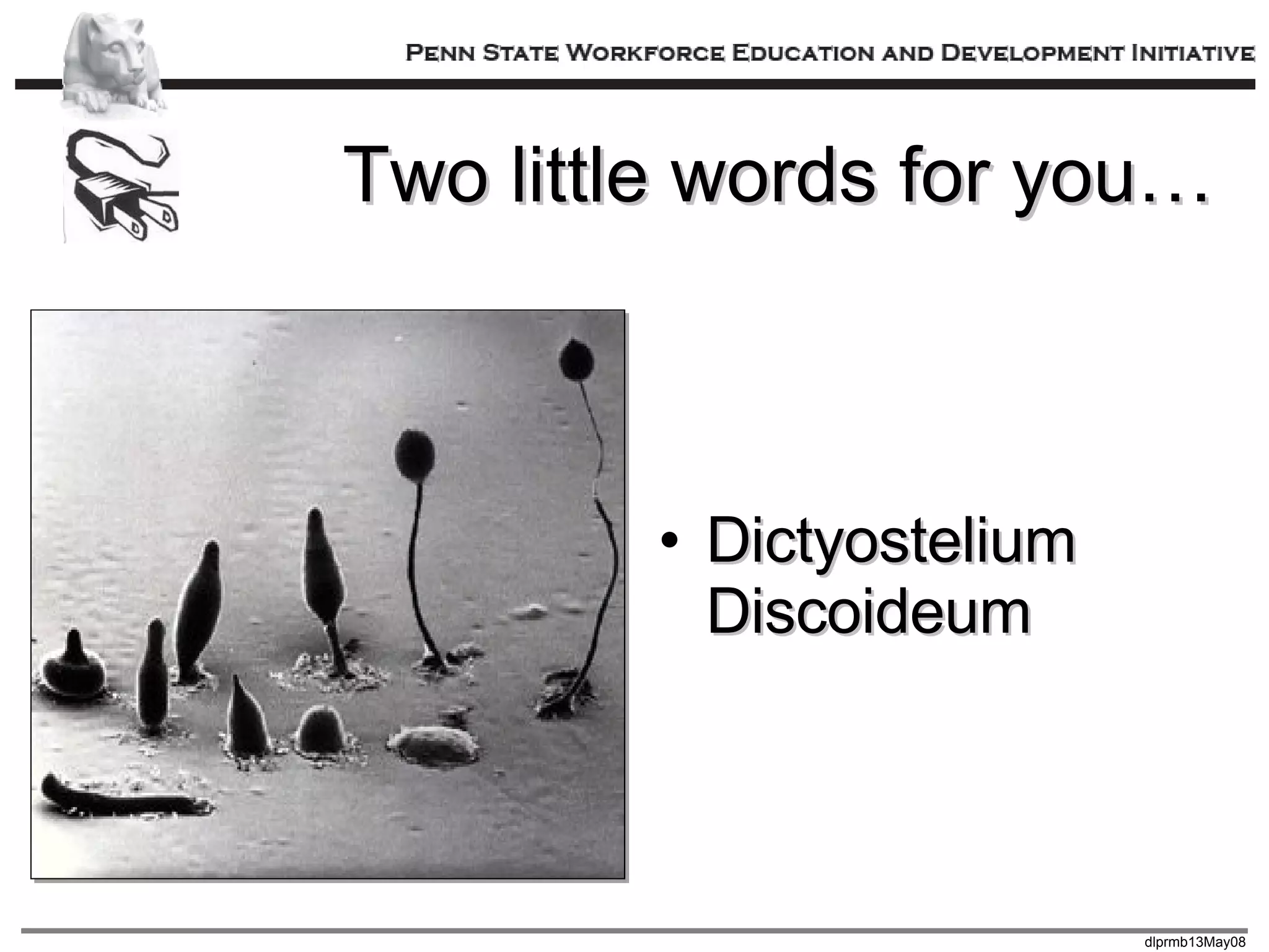 Two little words for you… Dictyostelium Discoideum 