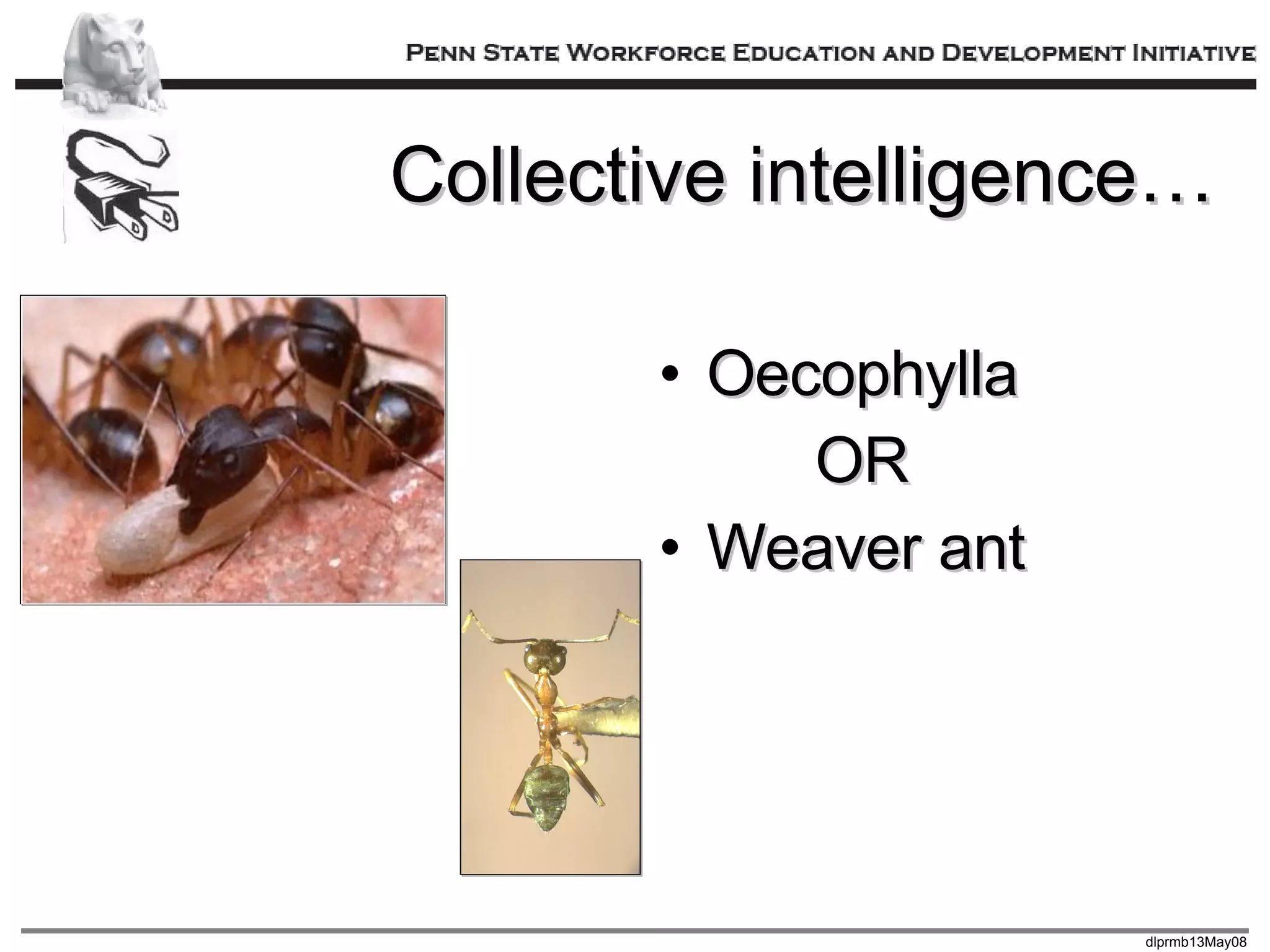 Collective intelligence… Oecophylla OR Weaver ant 