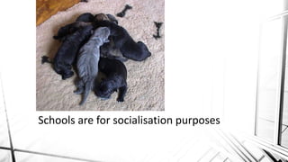 Schools are for socialisation purposes
 