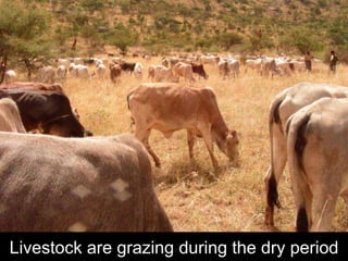 CARE Ethiopia Pastoral Livelihoods Programs in Oromia Region