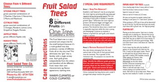 Choose From 4 Different                                                                                 2 SPECIAL CARE REQUIREMENTS
Trees:                                          Fruit Salad                                             Point 1 Keep Tree Balanced !
                                                                                                                                                           MATURE HEIGHT FOR TREES: (in ground)
                                                                                                                                                           Citrus is dwarfing, height (h) about 2 metres, width (w) 2 metres.
                                                                                                                                                           Stone Fruits (h) about 3 metres, (w) about 2.5 metres.


                                                  Trees
STONE FRUIT TREE:                                                                                       Establish a well ‘balanced’ tree by pruning back   Apples (h) 2 metres, (w) 2 metres
grows assorted combinations of                                                                          the more vigorous growing grafts, any time and     Nashis can reach (h) 3-4 metres, (w) 2-2.5 metres.
2 Peaches, 2 Apricots, 2 Nectarines,                                                                    regularly during the growing season. Thin out
                                                                                                                                                           All trees can be grown by espalier method (see
2 Plums and Peachcots                                                                                   branching of each graft, if needed, to equalize
                                                                         Up to
CITRUS TREE:
grows assorted combinations of
                                                  8 Different
                                                  Fruits on
                                                                                                        growth vigour! Otherwise the more vigorous
                                                                                                        growers will become bigger and bigger, and
                                                                                                        dominate, at the expense of the slower
                                                                                                        growers. This should be done once a month and
                                                                                                                                                           heading), to save space, or in "stand alone" position.
                                                                                                                                                           When growing in a POT, size of tree will be determined
                                                                                                                                                           by size of the pot. E.g. half wine barrel pot, tree would
                                                                                                                                                           reach about half ‘in ground’ size. See “large pot growing”.
2 Oranges, Mandarin, Lemon, Lime,
                                                                                                        is especially important while the tree is young    PLANTING OUT:
Grapefruit, Tangelo, Pomelo

APPLE TREE:
                                                                    One Tree
                                                                    IN GARDENS or IN POTS
                                                                                                        and developing! Continue to maintain a
                                                                                                        'balance' of growth for each graft, until mature
                                                                                                        height is reached.
                                                                                                                                                           Planting can be done anytime. Soak tree in a bucket
                                                                                                                                                           overnight prior to planting out. Remove from pot by
grows different Apples only                                                                                                                                cutting bag with a knife. Spread out roots a little. Dig a
                                                                                                        Hint: Keep each graft confined to grow in          little wider than pot, to depth of 2/3 of pot, leaving 1/3



                                                Care Instructions
                                                                    The Fruit Salad tree is a very      its own area of the tree, this will assist in
NASHI TREE:                                                                                                                                                above ground. This will ensure good drainage. Make
                                                                    practical and unique tree for       recognizing the faster and slower growers.         sure lower branch union is well above soil. Stake the
grows different Nashis only                                         the small backyard because it's                                                        tree to secure.
                                                                    a multi-grafted tree that           Point 2 Remove Rootstock Growth!                   If soil is heavy clay then add a few handfuls of
                                                                    produces a variety of different                                                        gypsum on top of ground and a little into the
                                                                                                        Any new shoots emerging from the main
                                                                    fruits, all on the one tree! This   central stem of the tree or from ground level,     hole. If sandy soil, add organic matter. Mound
                                                                    eliminates the "glut" that is                                                          up with good top soil, put animal manure on
                                                                                                        must be removed. This is growth of the
                                                                    familiar with a single variety                                                         top (older is better) OR if available, compost.
                                                                                                        rootstock tree. It’s purpose is to nourish the     Other options are Dynamic Lifter
                                                                    tree. Each graft grows              attached grafts.                                   (equivalent) OR blood and bone.
                                2003 FINALIST                       independently from the others       Hint: Identify the different grafts growing        Alternatively use the slow release
                                                                    and therefore all the different     from the main central stem (e.g. put a dub
    Fruit Salad Tree Co.                                            fruits retain their own             of paint), these are the anchor points of
                                                                                                                                                           fertiliser Osmocote (containing trace
                                                                                                                                                           elements) and mix in with soil.
    NATIONAL DISTRIBUTORS (Lic No.R3914641)                                                             each graft. Check and remove all other             Water in well with each layer of soil
                                                                    characteristics eg. flavour,
    James & Kerry West                                              appearance, ripening time.          growth from the central stem (rootstock).          mixture, leaving no air pockets and firm
    2369 Gulf Road, Emmaville NSW 2371                                                                  Citrus rootstock has long thorns and a small 3     down. Add mulch on top to keep moist. Water next
                                                                                                                                                           day, then twice weekly for 3 weeks / as required.
    Phone /Fax: 02 - 6734 7204                                      WARM CLIMATES or
                                                                                                        pronged leaf, always remove this growth.
    E: sales@fruitsaladtrees.com
    www.fruitsaladtrees.com                                         COLD CLIMATES                                                                                                              PTO for further instructions.
 