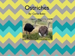 Ostriches 
By: Carlie Bobo 
 