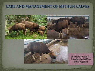 CARE AND MANAGEMENT OF MITHUN CALVES
Dr. Sapunii S Hanah (Sr.
Scientist), ICAR-NRC on
Mithun-Nagaland
 