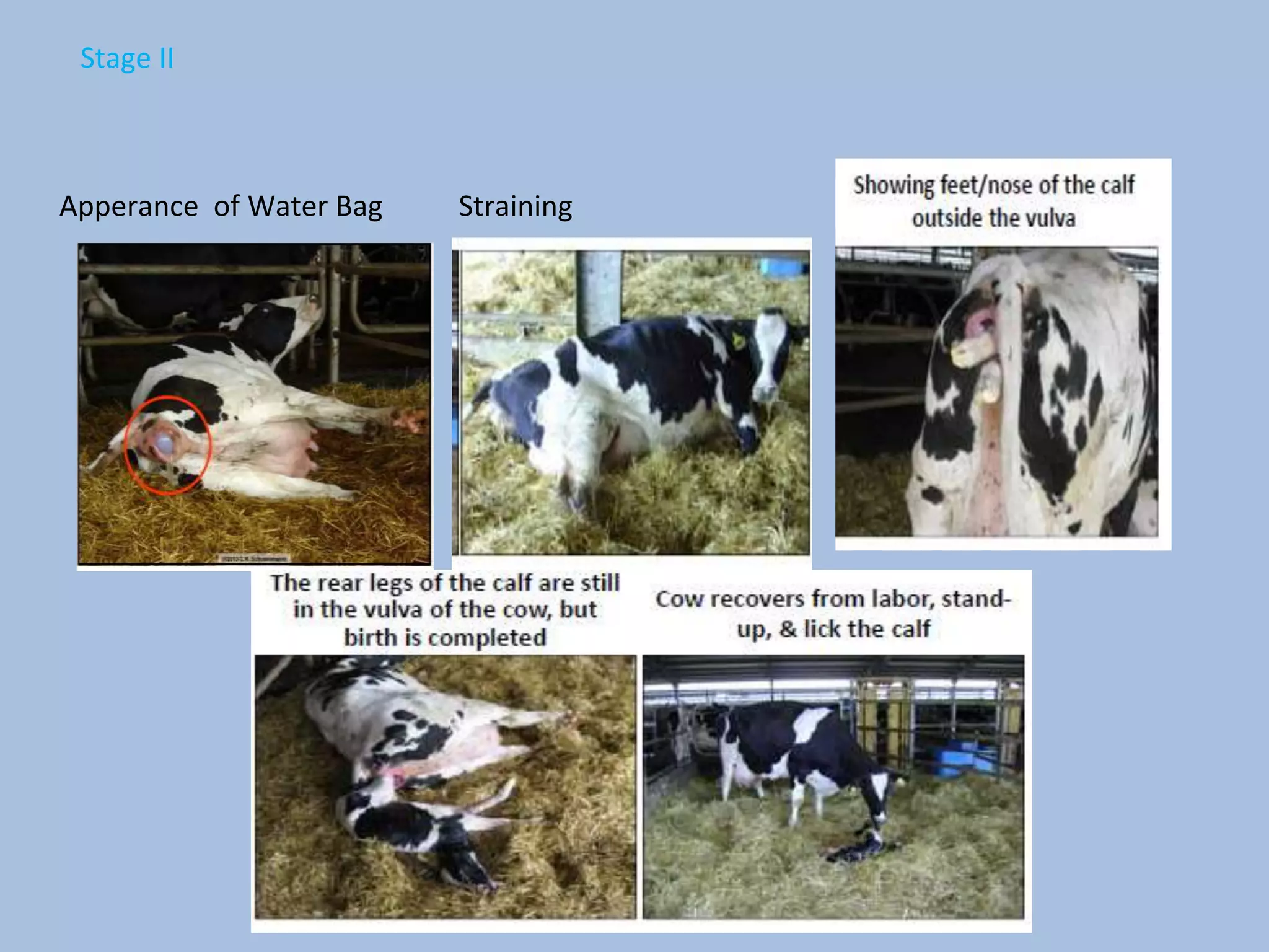 Care and Management of Pregnant Cows and Ewes | PPTX