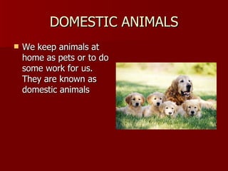 Care of domestic animals