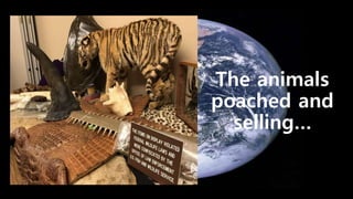 The animals
poached and
selling…
 