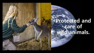 Protected and
care of
wild animals.
 