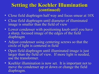 • Close field diaphragm half way and focus smear at 10XClose field diaphragm half way and focus smear at 10X
• Close field diaphragm until diameter of illuminatedClose field diaphragm until diameter of illuminated
image is smaller than the field of viewimage is smaller than the field of view
• Lower condenser with positioning knob until you haveLower condenser with positioning knob until you have
a sharp, focused image of the edges of the fielda sharp, focused image of the edges of the field
diaphragmdiaphragm
• Adjust condenser using centering screws so that theAdjust condenser using centering screws so that the
circle of light is centered in fieldcircle of light is centered in field
• Open field diaphragm until illuminated image is justOpen field diaphragm until illuminated image is just
larger than the field of view. If more light is needed,larger than the field of view. If more light is needed,
use the transformer.use the transformer.
• Koehler illumination is now set. It is important not toKoehler illumination is now set. It is important not to
move the condenser up or down or change the fieldmove the condenser up or down or change the field
diaphragm.diaphragm.
Setting the Koehler IlluminationSetting the Koehler Illumination
(continued)(continued)
 