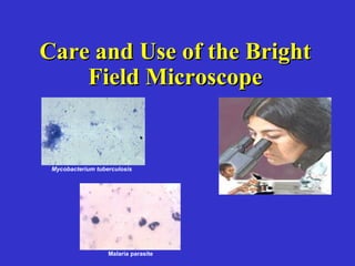 Care and Use of the BrightCare and Use of the Bright
Field MicroscopeField Microscope
Malaria parasite
Mycobacterium tuberculosis
 