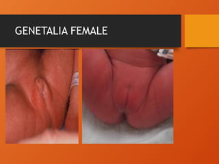 GENETALIA FEMALE
 