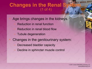 Changes in the Renal System
(1 of 4)
• Age brings changes in the kidneys.
– Reduction in renal function
– Reduction in renal blood flow
– Tubule degeneration
• Changes in the genitourinary system:
– Decreased bladder capacity
– Decline in sphincter muscle control
 