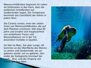 Meeresschildkröten beginnen ihr Leben
als Embryonen in den Eiern, dass die
weiblichen Schildkröten auf
Sandstränden liegen. Die Temperatur
bestimmt das Geschlecht der Küken in
jedem Nest.
Die Caretta caretta, einer der sieben
Arten von Meeresschildkröten, die auf
dem Planeten existieren, lebt etwa 80
Jahre und ernährt sich hauptsächlich
von wirbellosen Tieren und
Wasserpflanzen-ist in der Tat
besondere Vorliebe in Quallen.
Sie lebt im Meer, hat aber Lunge, oft
kommen an die Oberfläche des Meeres
zu atmen und Sandstrände, wo sie
geboren wurde, um zu gebären. Hier
endet der biologische Kreislauf der
Laich-, Brut, und der Eingang von
Küken auf dem Meer.
 