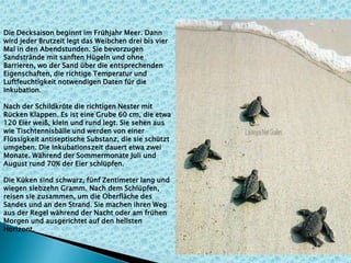 Die Decksaison beginnt im Frühjahr Meer. Dann
wird jeder Brutzeit legt das Weibchen drei bis vier
Mal in den Abendstunden. Sie bevorzugen
Sandstrände mit sanften Hügeln und ohne
Barrieren, wo der Sand über die entsprechenden
Eigenschaften, die richtige Temperatur und
Luftfeuchtigkeit notwendigen Daten für die
Inkubation.
Nach der Schildkröte die richtigen Nester mit
Rücken Klappen. Es ist eine Grube 60 cm, die etwa
120 Eier weiß, klein und rund legt. Sie sehen aus
wie Tischtennisbälle und werden von einer
Flüssigkeit antiseptische Substanz, die sie schützt
umgeben. Die Inkubationszeit dauert etwa zwei
Monate. Während der Sommermonate Juli und
August rund 70% der Eier schlüpfen.
Die Küken sind schwarz, fünf Zentimeter lang und
wiegen siebzehn Gramm. Nach dem Schlüpfen,
reisen sie zusammen, um die Oberfläche des
Sandes und an den Strand. Sie machen ihren Weg
aus der Regel während der Nacht oder am frühen
Morgen und ausgerichtet auf den hellsten
Horizont.
 