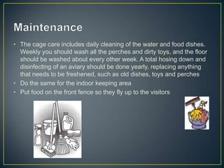 • The cage care includes daily cleaning of the water and food dishes.
  Weekly you should wash all the perches and dirty toys, and the floor
  should be washed about every other week. A total hosing down and
  disinfecting of an aviary should be done yearly, replacing anything
  that needs to be freshened, such as old dishes, toys and perches
• Do the same for the indoor keeping area
• Put food on the front fence so they fly up to the visitors
 