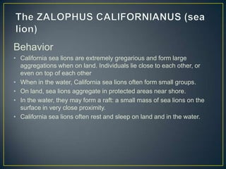 Behavior
• California sea lions are extremely gregarious and form large
  aggregations when on land. Individuals lie close to each other, or
  even on top of each other
• When in the water, California sea lions often form small groups.
• On land, sea lions aggregate in protected areas near shore.
• In the water, they may form a raft: a small mass of sea lions on the
  surface in very close proximity.
• California sea lions often rest and sleep on land and in the water.
 