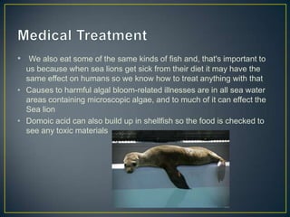 • We also eat some of the same kinds of fish and, that's important to
  us because when sea lions get sick from their diet it may have the
  same effect on humans so we know how to treat anything with that
• Causes to harmful algal bloom-related illnesses are in all sea water
  areas containing microscopic algae, and to much of it can effect the
  Sea lion
• Domoic acid can also build up in shellfish so the food is checked to
  see any toxic materials
 
