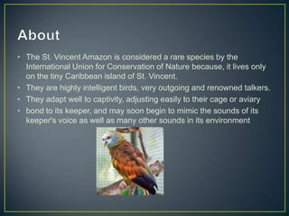 • The St. Vincent Amazon is considered a rare species by the
  International Union for Conservation of Nature because, it lives only
  on the tiny Caribbean island of St. Vincent.
• They are highly intelligent birds, very outgoing and renowned talkers.
• They adapt well to captivity, adjusting easily to their cage or aviary
• bond to its keeper, and may soon begin to mimic the sounds of its
  keeper's voice as well as many other sounds in its environment
 