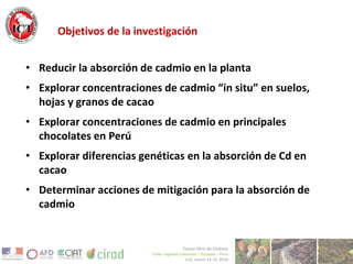 Avances de investigación en cd en cacao