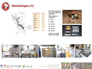 Avances de investigación en cd en cacao