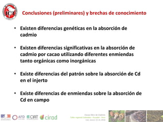 Avances de investigación en cd en cacao