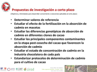 Avances de investigación en cd en cacao