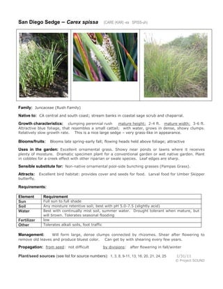 San Diego Sedge – Carex spissa

(CARE (KAR) -ex SPISS-uh)

Family: Juncaceae (Rush Family)
Native to: CA central and south coast; stream banks in coastal sage scrub and chaparral.
clumping perennial rush
mature height: 2-4 ft. mature width: 3-6 ft.
Attractive blue foliage, that resembles a small cattail; with water, grows in dense, showy clumps.
Relatively slow growth rate. This is a nice large sedge – very grass-like in appearance.

Growth characteristics:

Blooms/fruits:

Blooms late spring-early fall; flowing heads held above foliage; attractive

Uses in the garden: Excellent ornamental grass. Showy near ponds or lawns where it receives
plenty of moisture. Dramatic specimen plant for a conventional garden or wet native garden. Plant
in cobbles for a creek effect with other riparian or swale species. Leaf edges are sharp.

Sensible substitute for: Non-native ornamental pool-side bunching grasses (Pampas Grass).
Attracts:

Excellent bird habitat: provides cover and seeds for food. Larval food for Umber Skipper

butterfly.

Requirements:
Element
Sun
Soil
Water
Fertilizer
Other

Requirement

Full sun to full shade
Any moisture retentive soil; best with pH 5.0-7.5 (slightly acid)
Best with continually mist soil, summer water. Drought tolerant when mature, but
will brown. Tolerates seasonal flooding
low
Tolerates alkali soils, foot traffic

Will form large, dense clumps connected by rhizomes. Shear after flowering to
remove old leaves and produce bluest color. Can get by with shearing every few years.

Management:

Propagation: from seed: not difficult

by divisions:

after flowering in fall/winter

Plant/seed sources (see list for source numbers): 1, 3, 8, 9-11, 13, 16, 20, 21, 24, 25

1/31/11
© Project SOUND

 