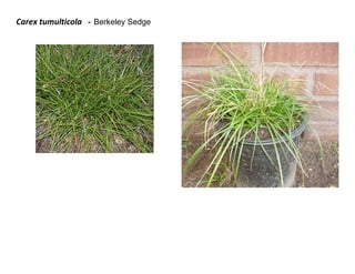 Carex tumulticola - Berkeley Sedge

 
