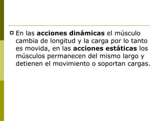 En las  acciones dinámicas  el músculo cambia de longitud y la carga por lo tanto es movida, en las  acciones estáticas  los músculos permanecen del mismo largo y detienen el movimiento o soportan cargas. 