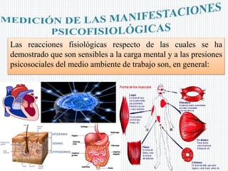 Las reacciones fisiológicas respecto de las cuales se ha
demostrado que son sensibles a la carga mental y a las presiones
psicosociales del medio ambiente de trabajo son, en general:
 