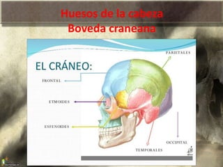 Huesos de la cabeza
Boveda craneana
 