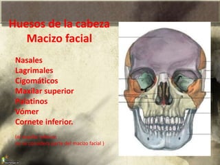 Nasales
Lagrimales
Cigomáticos
Maxilar superior
Palatinos
Vómer
Cornete inferior.
(el maxilar inferior,
no se considera parte del macizo facial )
Huesos de la cabeza
Macizo facial
 