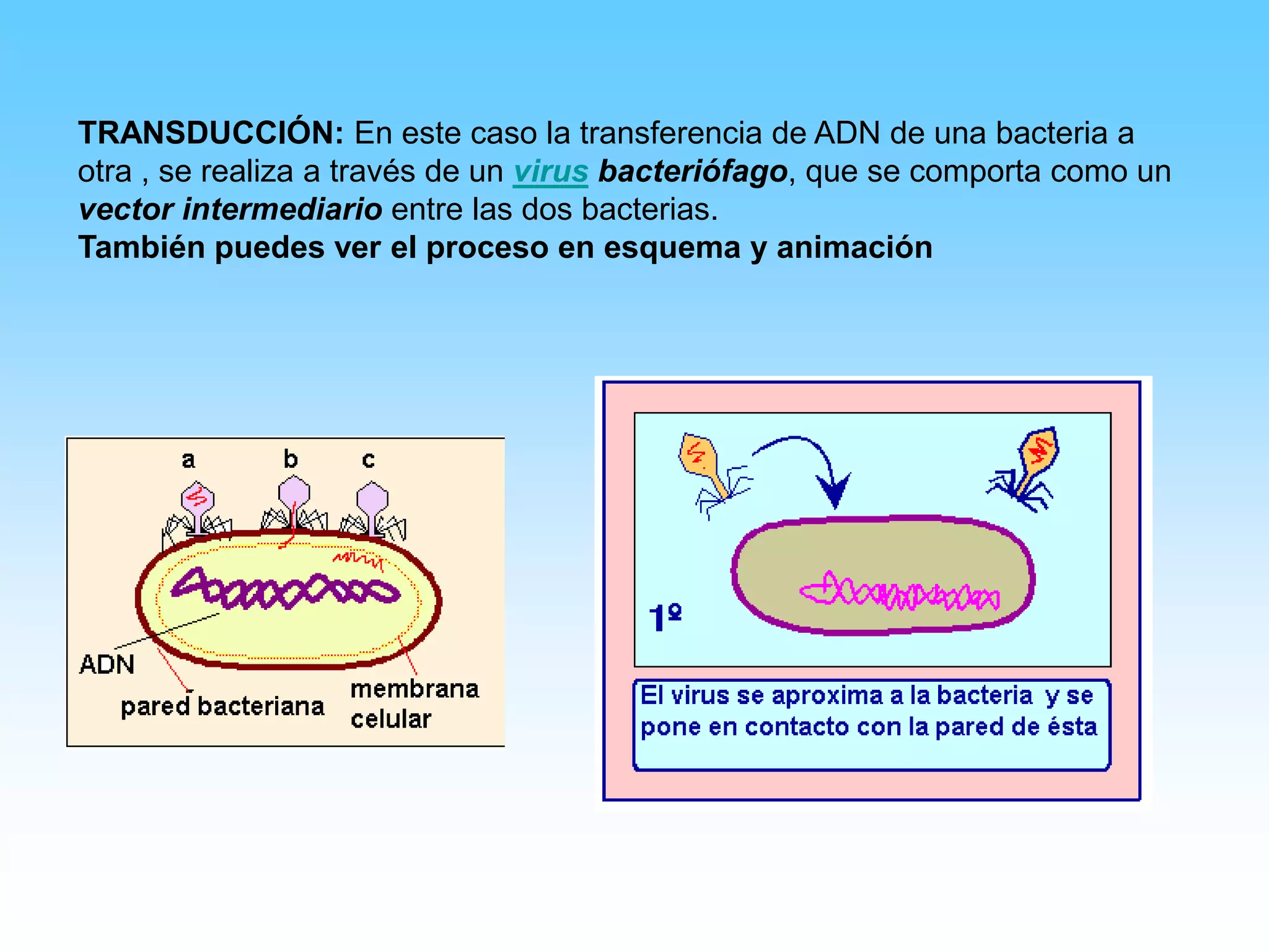 Caracteristicas Reino Monera | PPSX