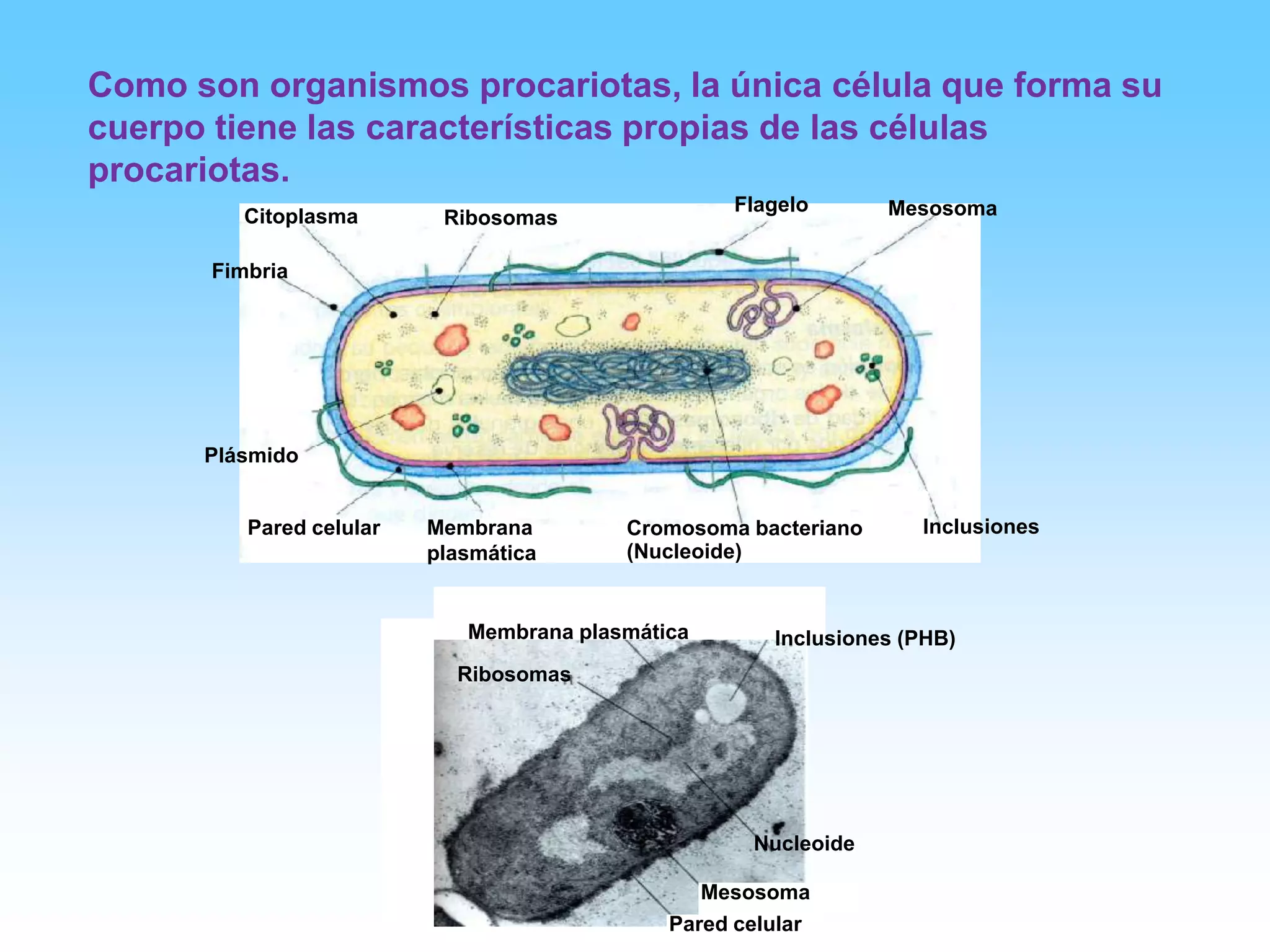 Caracteristicas Reino Monera | PPSX