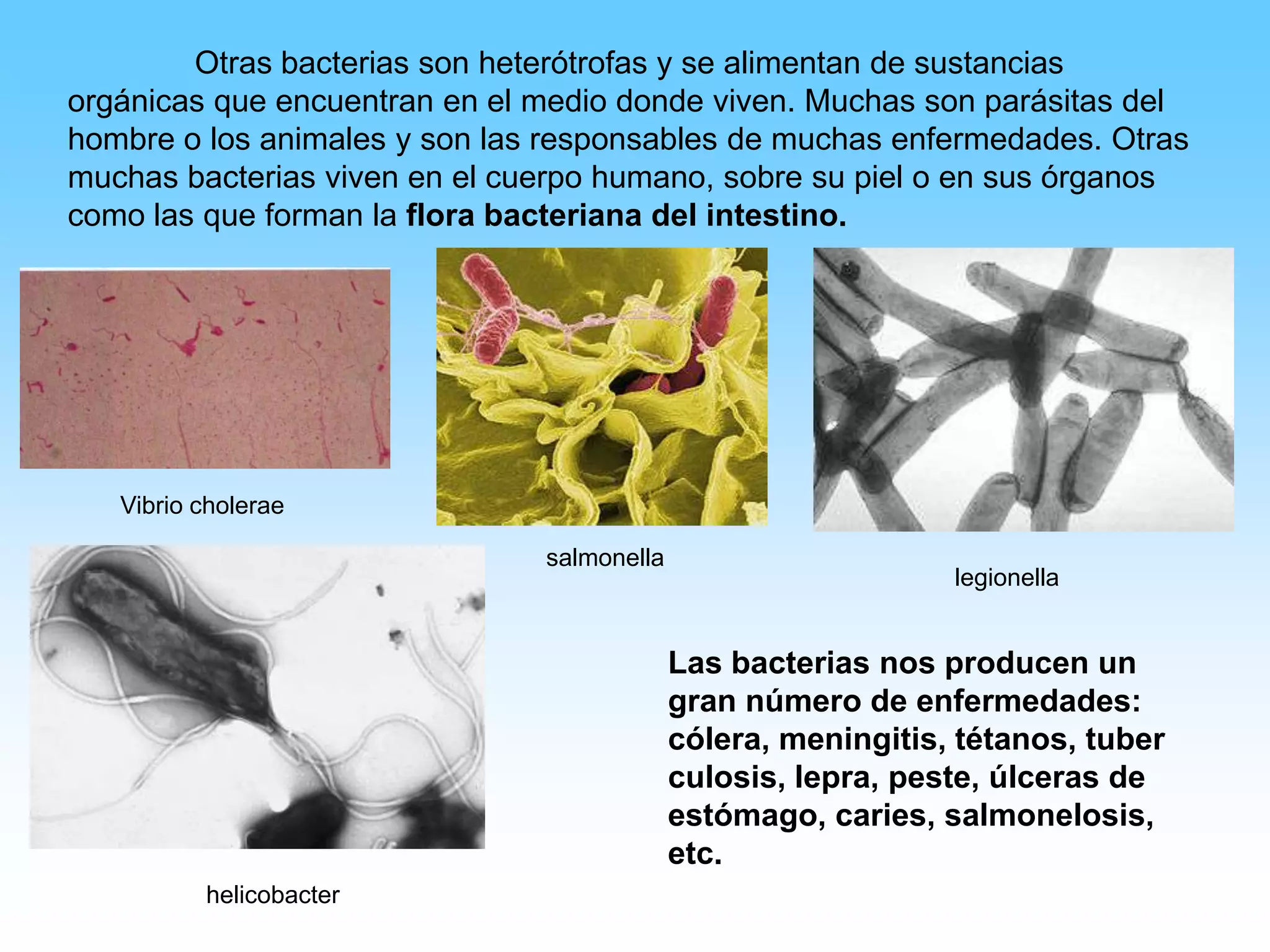 Dónde vive el reino monera (99) foto