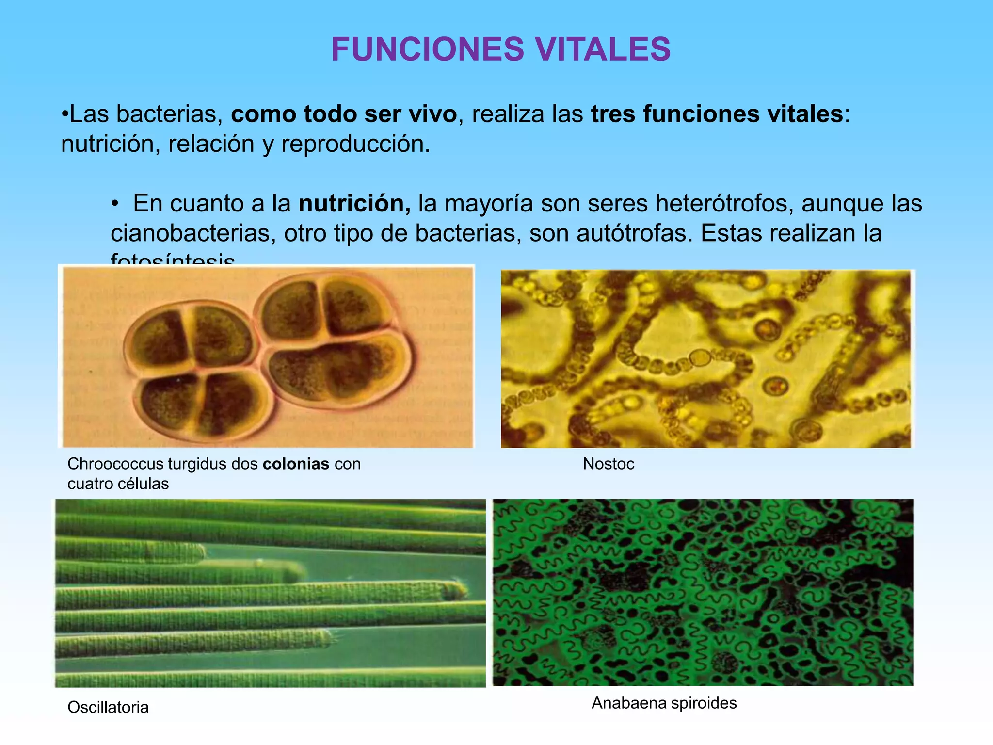 Caracteristicas Reino Monera | PPSX